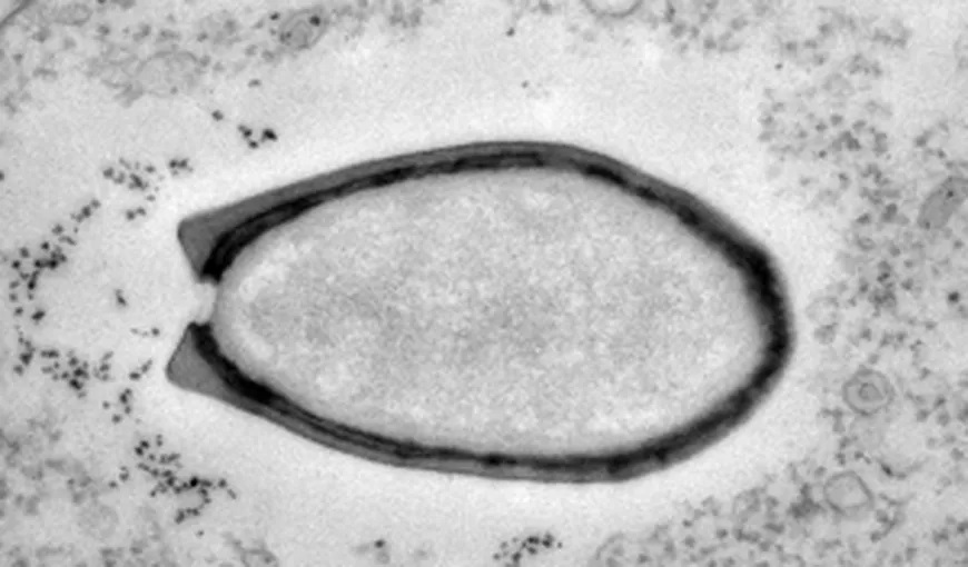 Două tipuri noi de virusuri gigantice, descoperite de cercetătorii francezi