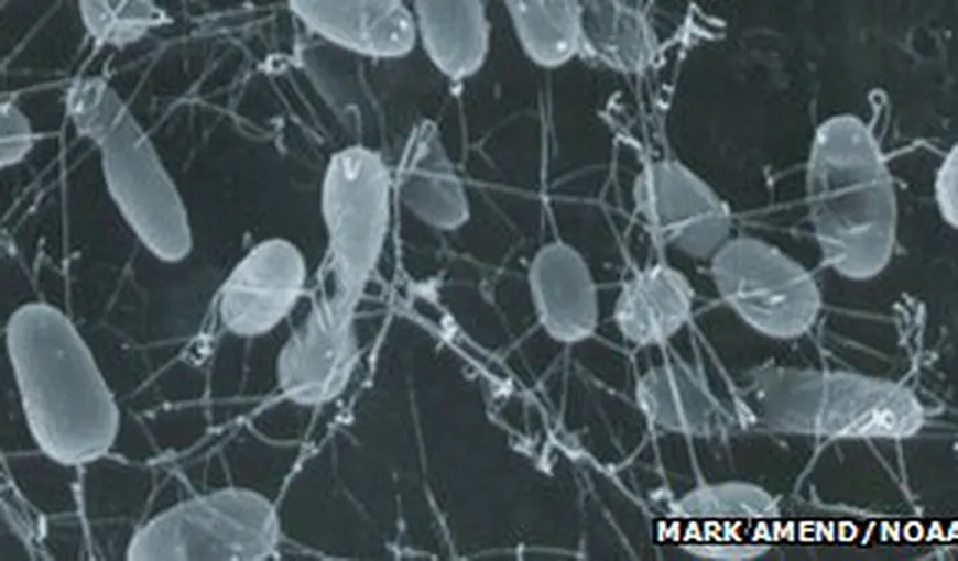 Microbii vor fi ultimii supravieţuitori ai Terrei
