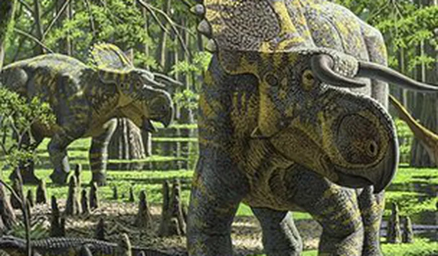 Nasutoceratopsul: O nouă specie de dinozaur, cu nasul mare FOTO