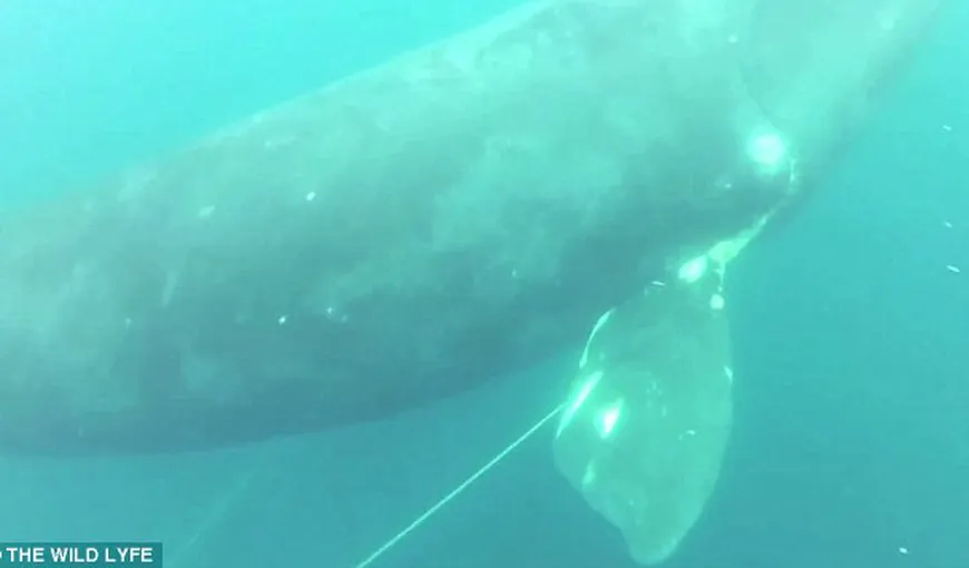 Momentul emoţionant în care un pescar eliberează o balenă imensă VIDEO