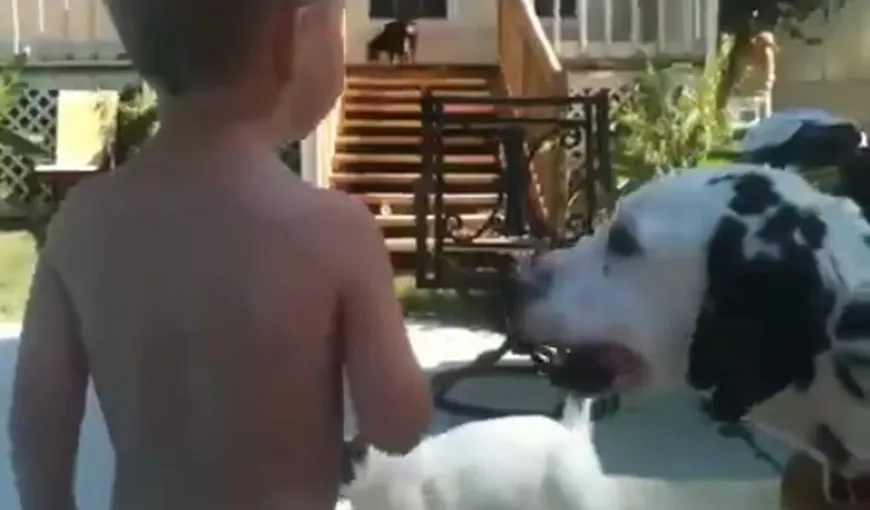 Câine RĂU. Vezi ce se întâmplă cu un copil într-o clipă de neatenţie VIDEO