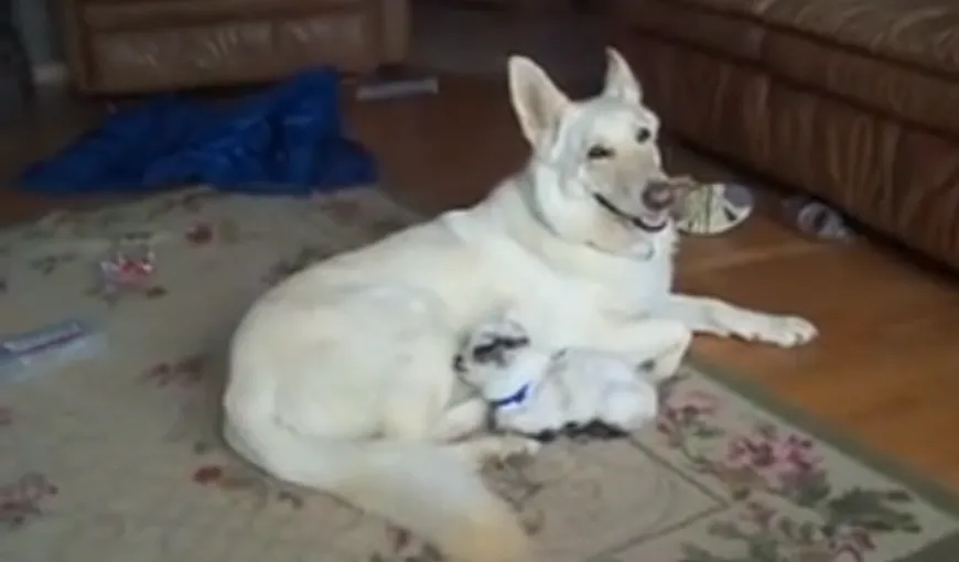 Animalele, mereu surprinzătoare: Un câine a adoptat un ied VIDEO