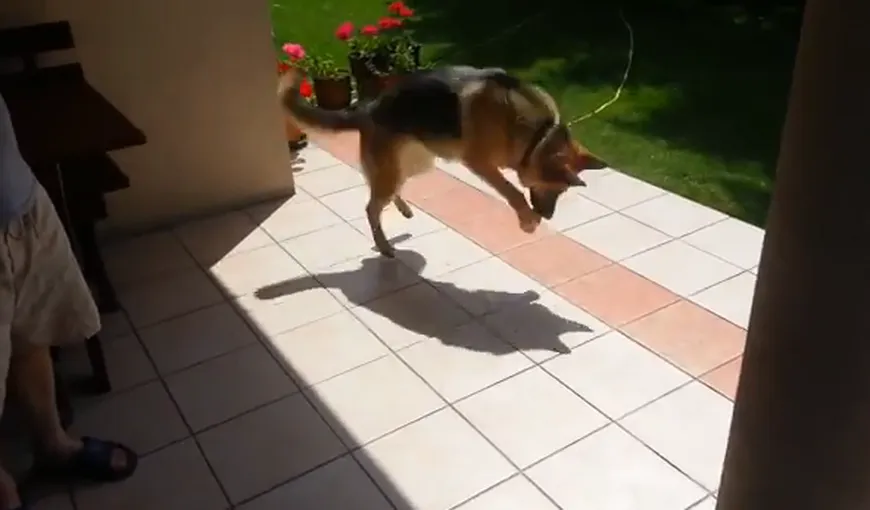Un câine se luptă din răsputeri cu…umbra sa VIDEO