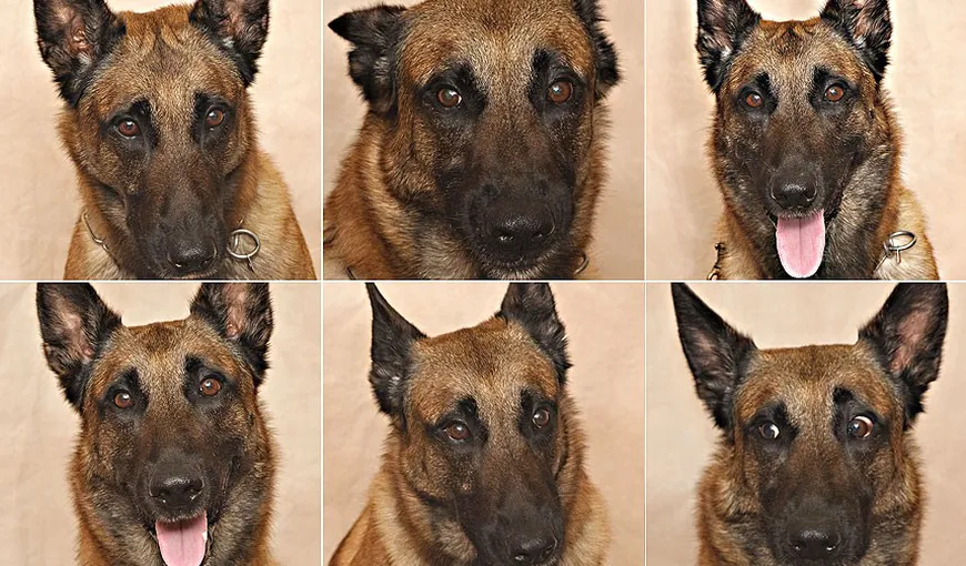 Câinii folosesc o gamă variată de expresii faciale pentru a-şi afişa emoţiile