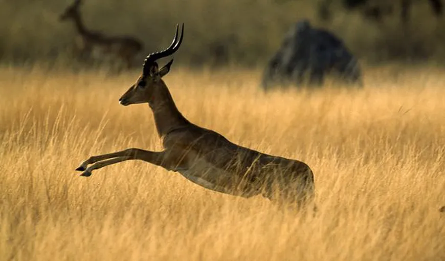 Cum a scăpat o gazelă de gheparzi: A sărit într-o maşină plină de turişti VIDEO