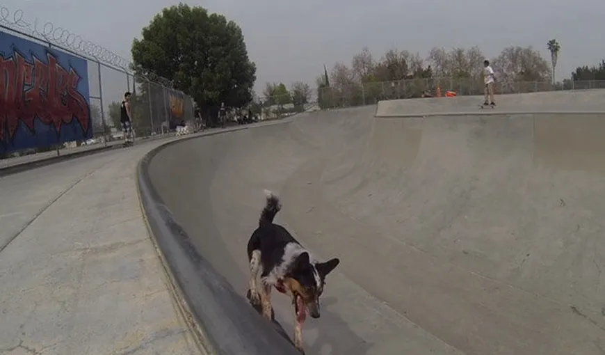Câinele Jumpy face mai multe acrobaţii decât un OM VIDEO