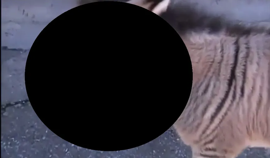 Când o ZEBRĂ se îndrăgosteşte de un MĂGAR, apare cel mai DRĂGUŢ pui-HIBRID din lume, Ippo VIDEO