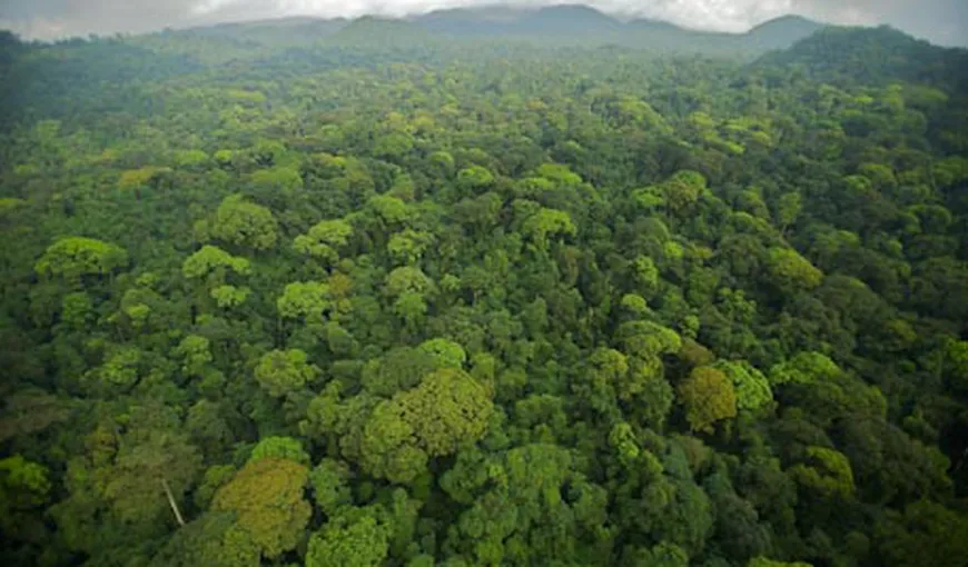 Pădurile tropicale vor absorbi tot mai puţin dioxid de carbon ca urmare a schimbărilor climatice