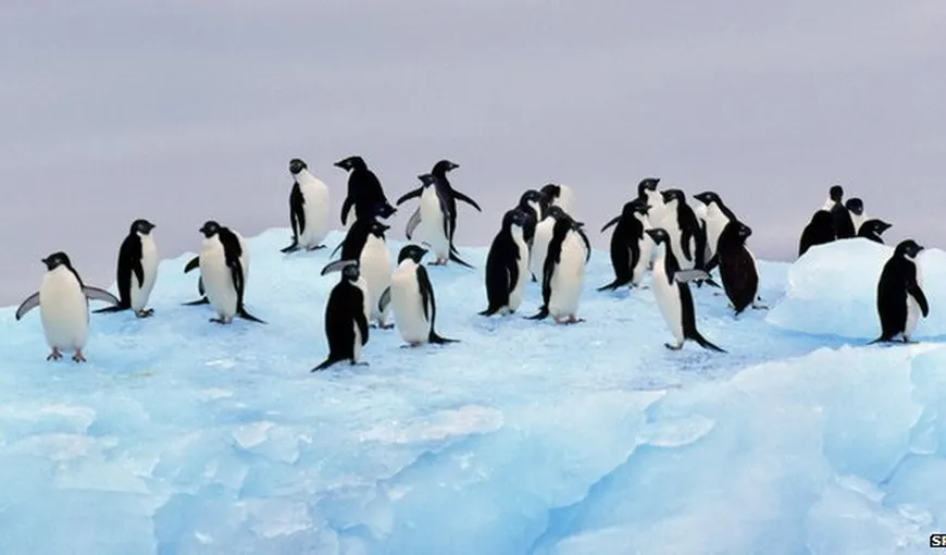 O colonie de 1,5 milioane de pinguini Adelie, descoperită în Antarctica