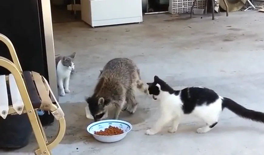 Un jaf perfect: Un raton fură mâncarea unor pisici şi părăseşte scena într-un mod neaşteptat VIDEO