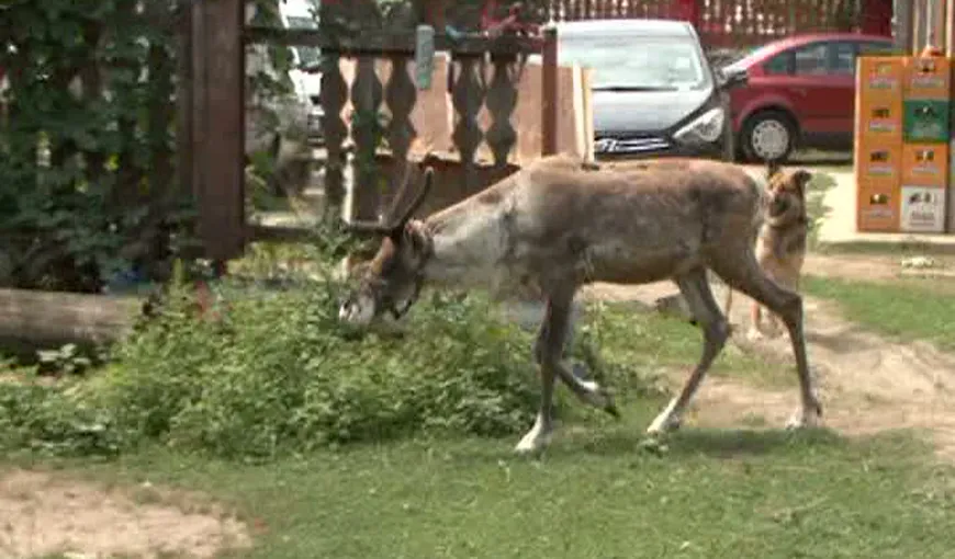Renul pe uliţă: Animalul a hoinărit pe străzile unei localităţi din Prahova