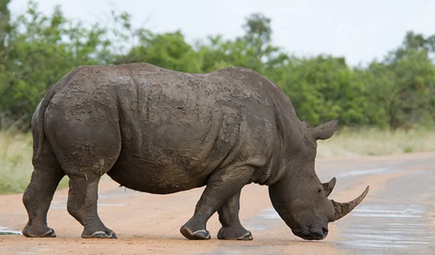 Situaţie gravă pentru rinocerii din Zimbabwe: Specia este ameninţată cu dispariţia