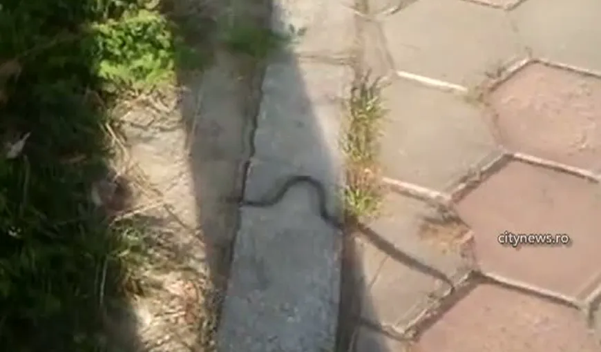 Şerpii au ieşit la plimbare pe străzile din Baia Mare VIDEO