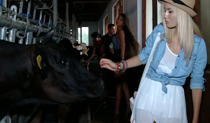Concurentele la Miss World România, de la spa la coada vacii. Vezi cum s-au descurcat cu mulsul
