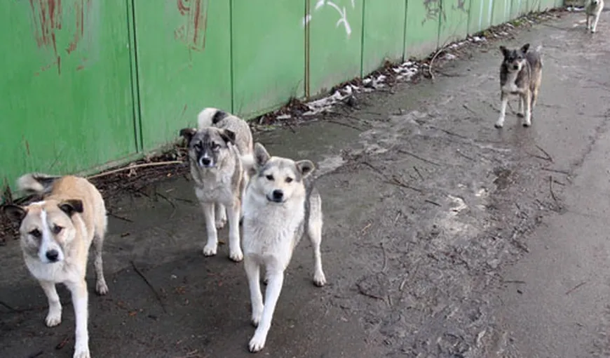 50.000 de câini fără stăpân au invadat străzile şi clădirile abandonate dintr-un oraş american VIDEO