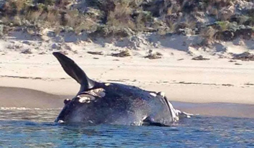 O balenă australă, o specie rară, a eşuat în Australia cu multe răni provocate de rechini