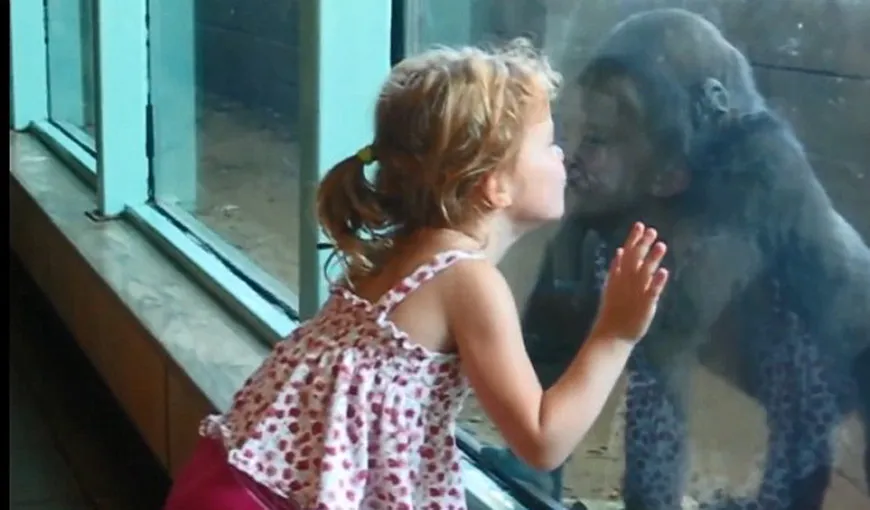 Adorabil: Un pui de gorilă jucăuş primeşte un pupic de la o fetiţă VIDEO