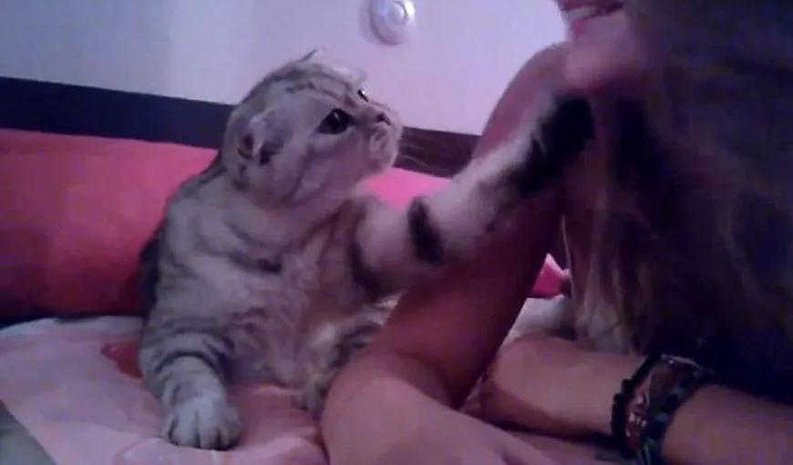 Cea mai alintată pisicuţă din lume: Cum convinge o fetiţă să îi dea un pupic VIDEO