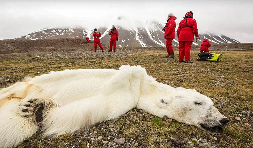 Dovada şocantă a încălzirii globale: Ursul polar care a murit de foame FOTO