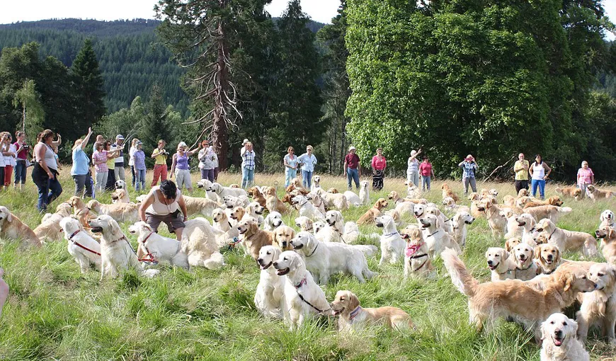 Pajiştea cu…câini: Sute de căţei care arată la fel, strânşi într-un singur loc FOTO