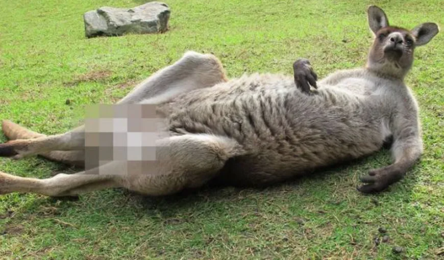 Un cangur indecent: Australienii au cenzurat fotografia unui animal „neruşinat” FOTO