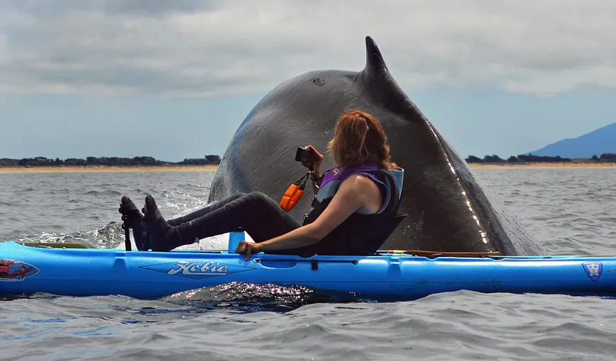 Momentul incredibil în care o balenă cu cocoaşă a ieşit lângă doi oameni în caiac FOTO