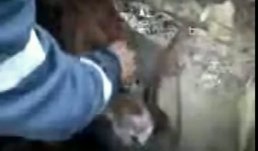 Moment emoţionant: Un cal a fost salvat dintr-un canal, la Timişoara VIDEO