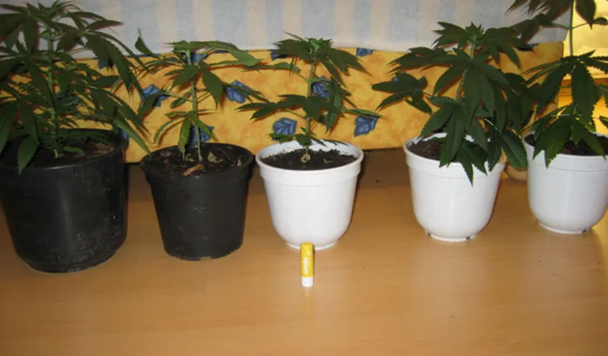 Cultură de cannabis, descoperită de procurorii DIICOT într-o comună din Buzău