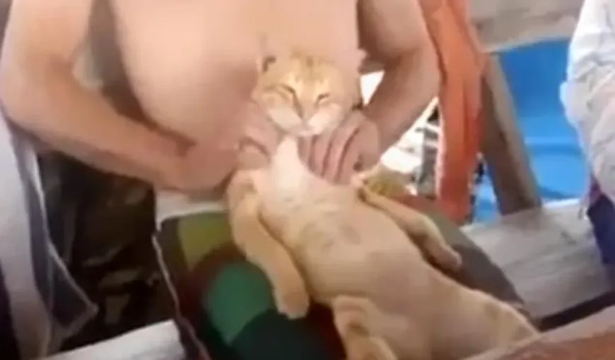 Cea mai răsfăţată pisică: Cum îi face masaj stăpânul VIDEO