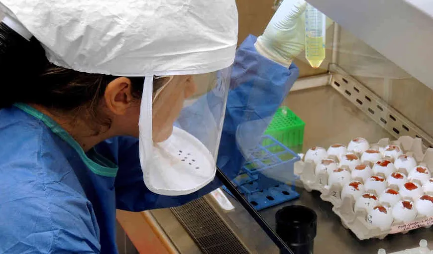 Cercetătorii vor face experimente controversate cu o nouă tulpină a gripei aviare