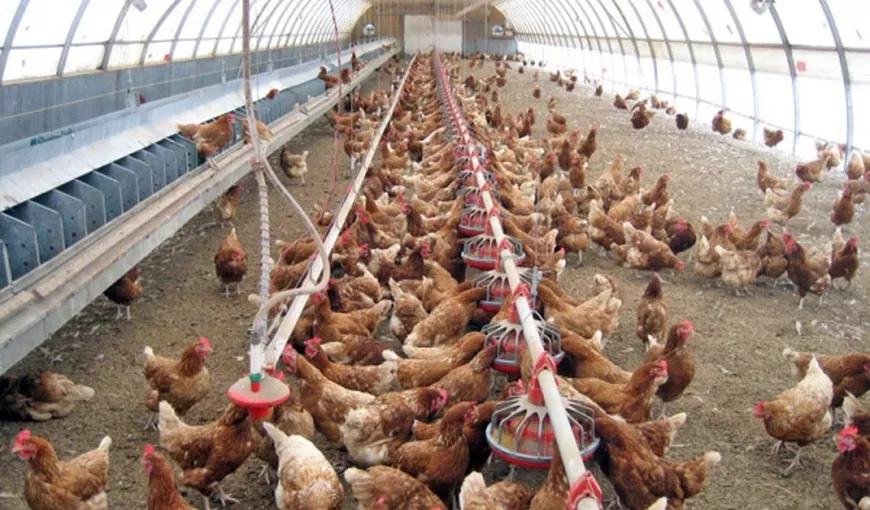Avicola Călăraşi a oprit producţia de carne