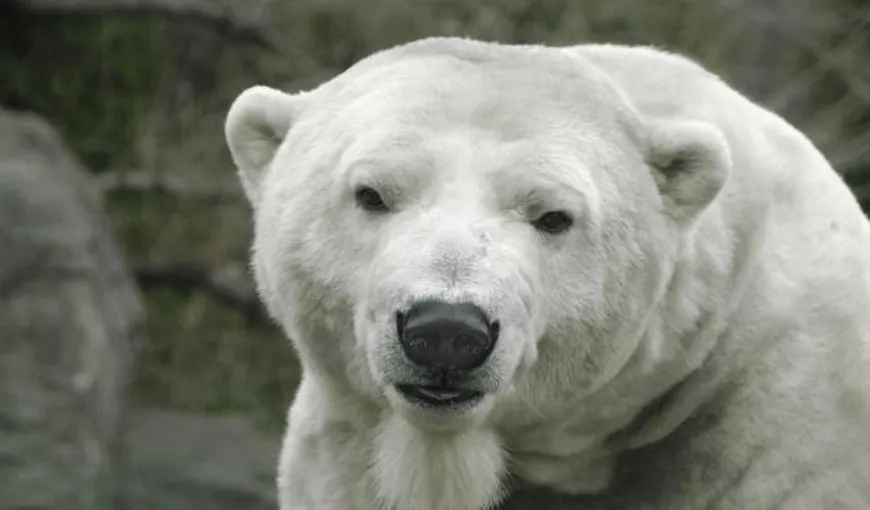 Ursul polar Gus, principala atracţie a grădinii zoologice din New York, a murit