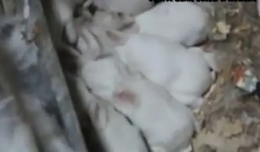 ANIMALE modificate genetic, create în Turcia: Vezi ce se întâmplă cu aceşti iepuri NOAPTEA VIDEO