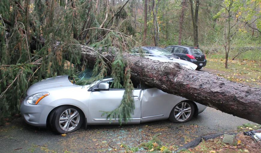 Târgovişte: Un copac a căzut peste două maşini aflate în trafic; nu există răniţi