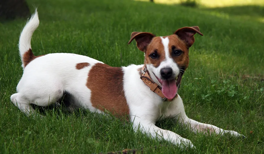 Apetitul incredibil al unui câine: Ce au descoperit veterinarii în stomacul lui
