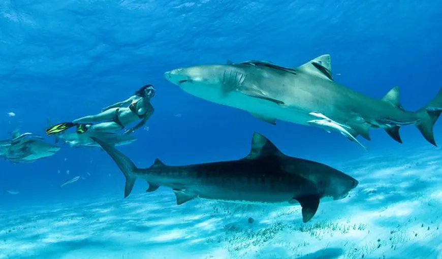 Incredibil: O femeie a înotat lângă rechini, pentru a dovedi că nu… muşcă VIDEO