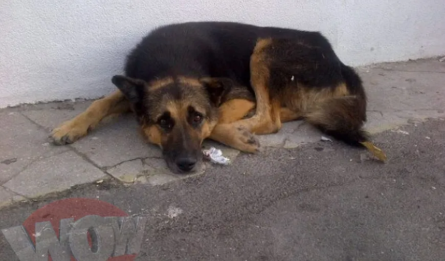 O poveste tristă: Câinele lui Jean Constantin, rămas pe străzi după moartea marelui actor FOTO