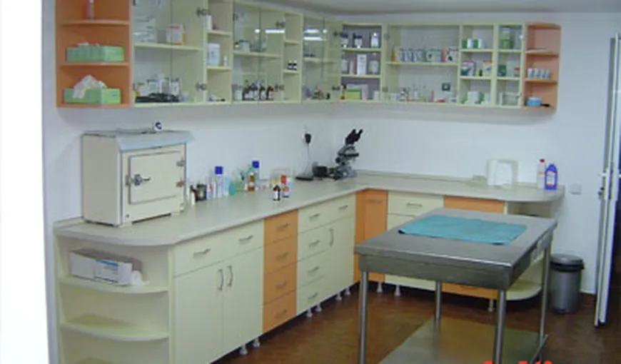Bucureştenii îşi pot steriliza GRATUIT câinii în 23 de cabinete veterinare. Află care sunt acestea