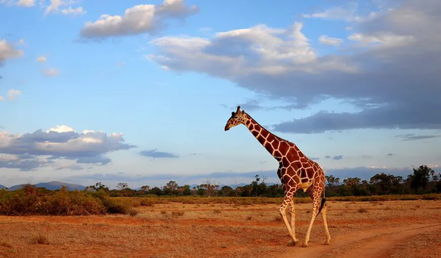 Girafele riscă să dispară în următoarele decenii, avertizează experţii