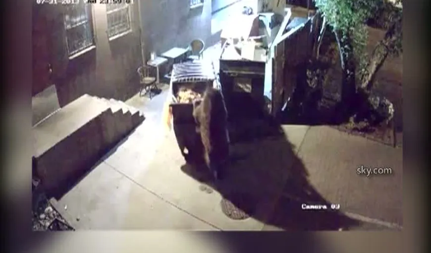 Ursul pofticios: A furat un tomberon cu gunoi întreg de la un restaurant VIDEO
