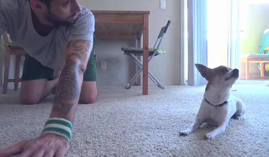Cum să înveţi yoga de la… un câine VIDEO