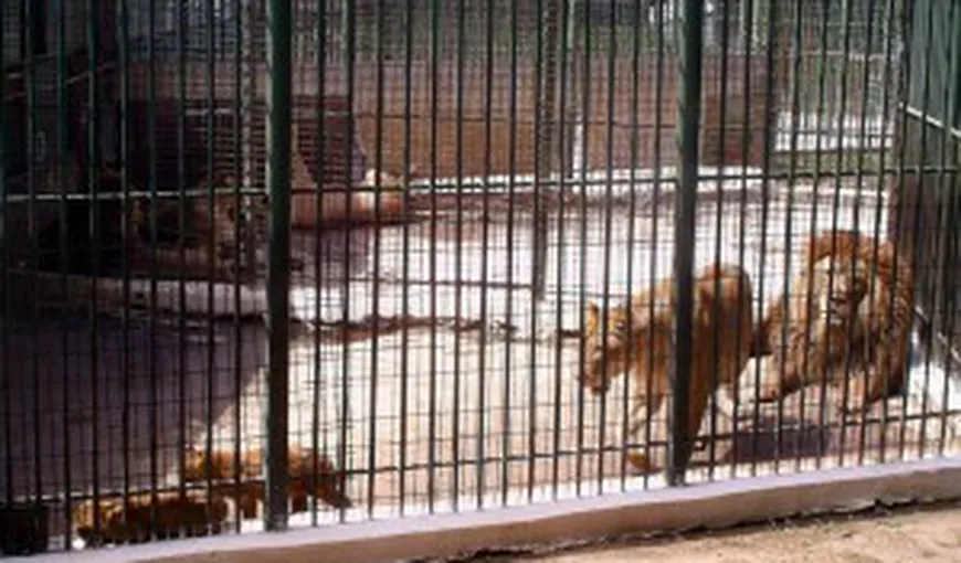 Puiul de leu de la Grădina Zoologică din Craiova a murit