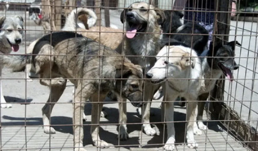 ASPA nu are bani pentru adăpostirea câinilor maidanezi, dar cheltuie o avere pentru un website