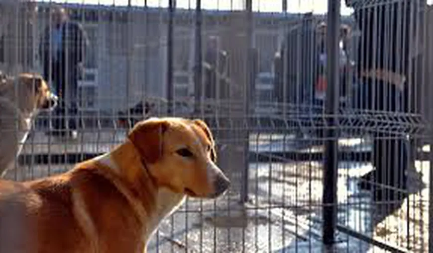 Adopţiile şi sterilizările câinilor maidanezi din adăpostul ASPA Mihăileşti, BLOCATE de Parchet