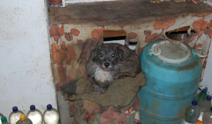 Locatari din Neamţ, terorizaţi de o bătrână care creşte 30 de câini în apartament