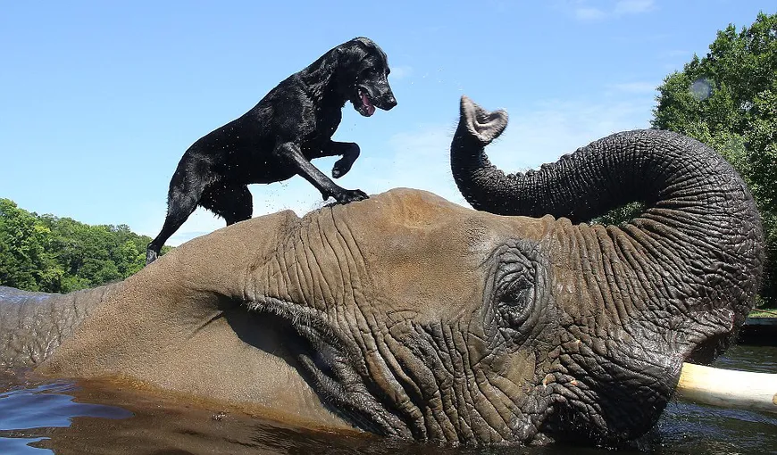 O prietenie inedită: Ditamai elefantul se joacă cu un căţel FOTO
