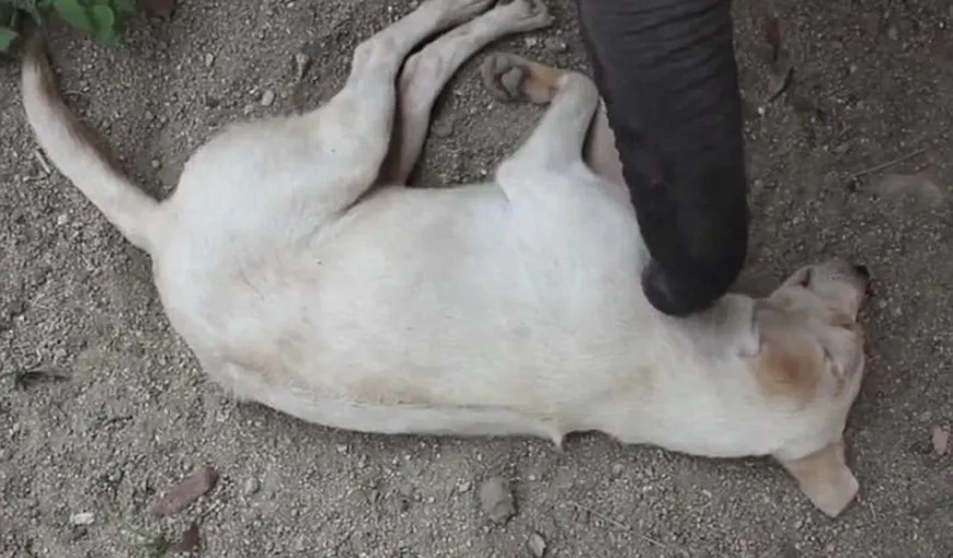 Ce face un pui de elefant poznaş pentru a trezi un câine VIDEO