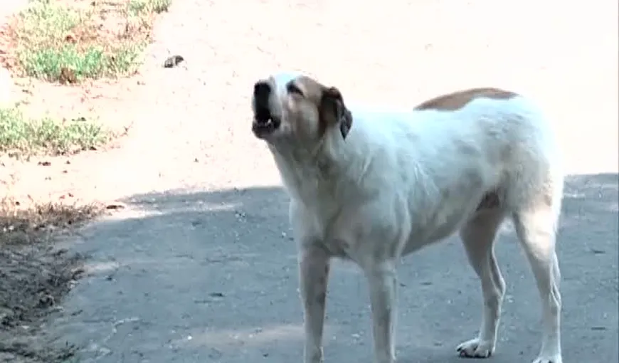 Anunţurile de joburi pentru vânătorii de câini au apărut pe Internet