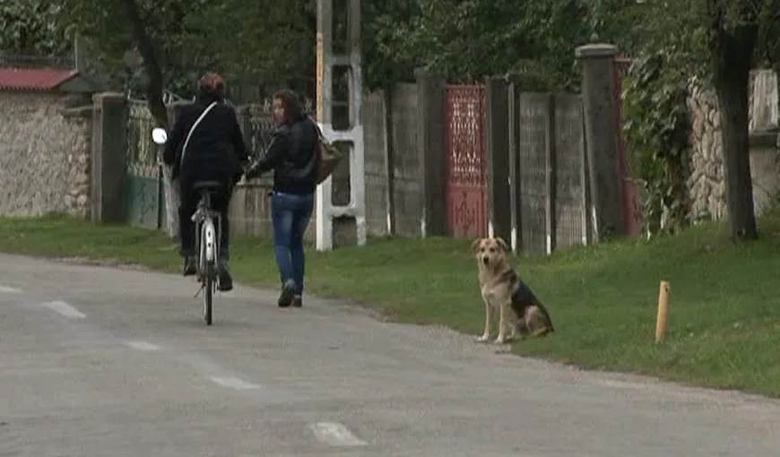 Cruzime: Câinii maidanezi dintr-o comună din Gorj sunt împuşcaţi
