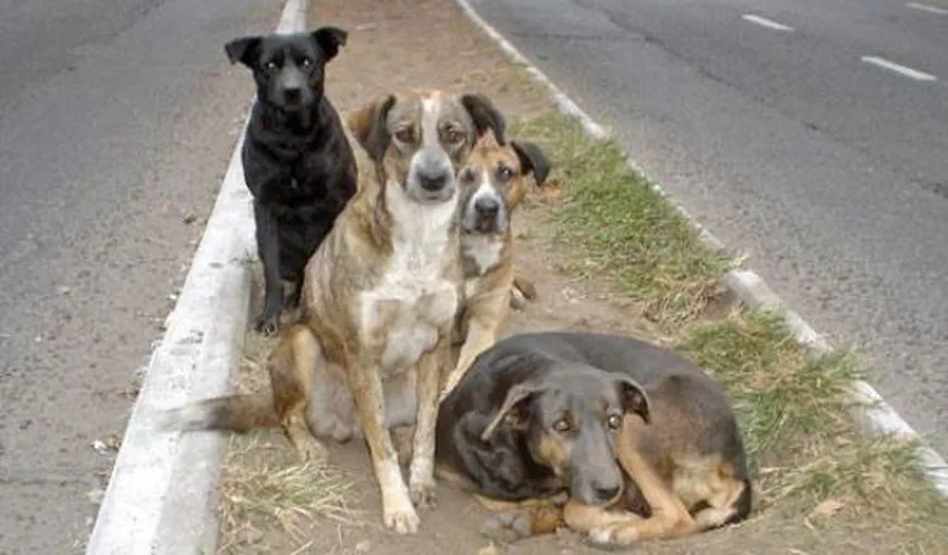 Preşedintele asociaţiei „Cuţu, Cuţu”: Câinii din Parcul Tei fuseseră returnaţi pe stradă cu maşinile ASPA